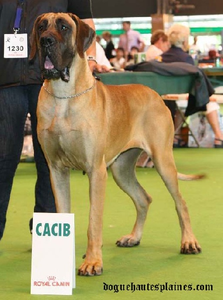 CH. Carmen du Domaine des Hautes Plaines - CACS - CACIB - Meilleur de Race