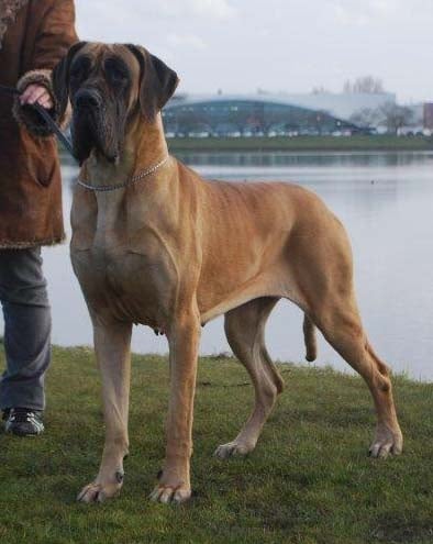 CH. Carmen du Domaine des Hautes Plaines - 1ére Excellent - CACIB - BOB