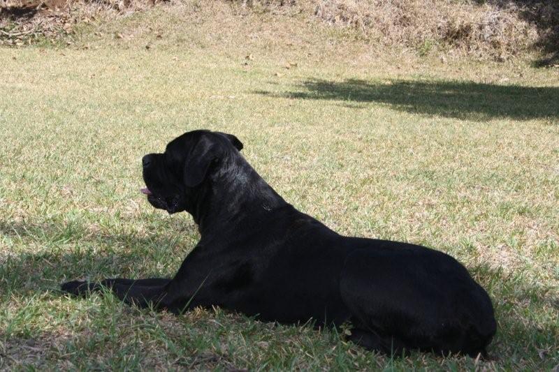 Publication : de la Petite-Ile aux Gorgones Auteur : Elevage : Du Temple Des Vestales