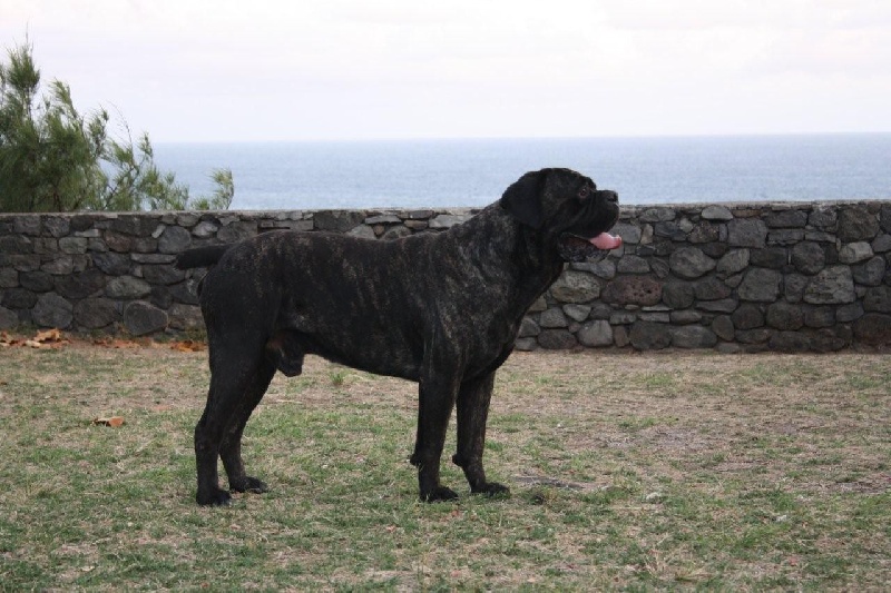 Publication : de la Petite-Ile aux Gorgones Auteur : Elevage: Petite-Ile aux Gorgones