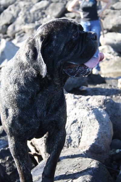 Publication : de la Petite-Ile aux Gorgones Auteur : Elevage: Petite-Ile aux Gorgones