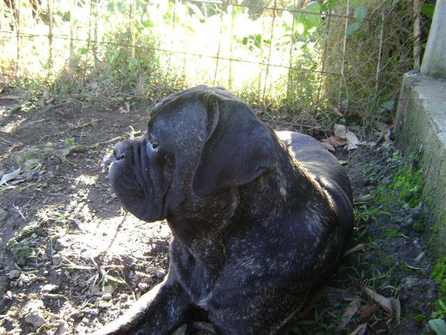 Publication : de la Petite-Ile aux Gorgones Auteur : Elevage: Petite-Ile aux Gorgones