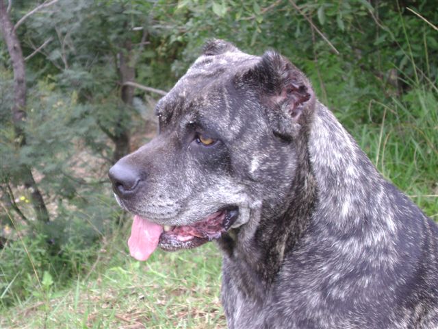 Publication : de la Petite-Ile aux Gorgones