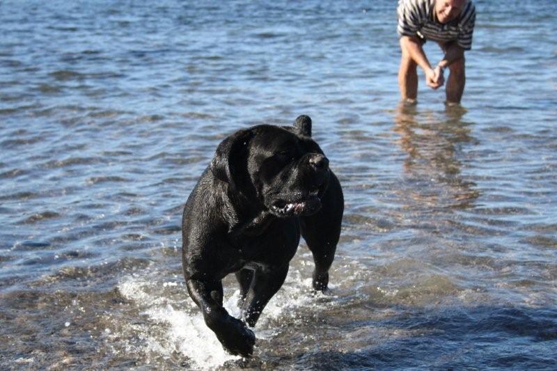 Publication : de la Petite-Ile aux Gorgones Auteur : Elevage : Du Temple Des Vestales