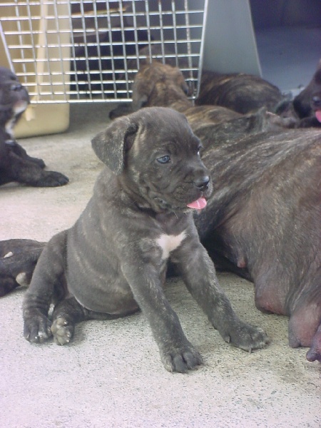 Publication : de la Petite-Ile aux Gorgones