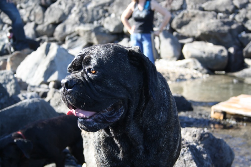 Publication : de la Petite-Ile aux Gorgones Auteur : Elevage: Petite-Ile aux Gorgones