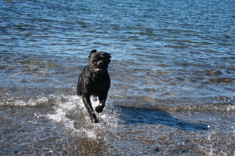 Publication : de la Petite-Ile aux Gorgones Auteur : Elevage : Du Temple Des Vestales