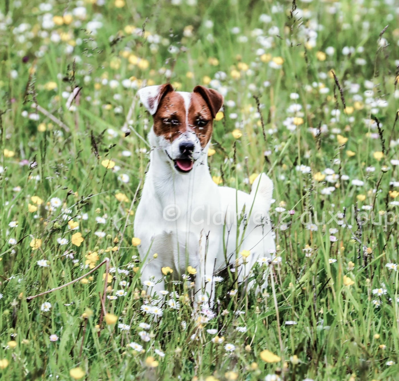 Valse du Domaine de la Clairiere aux Loups