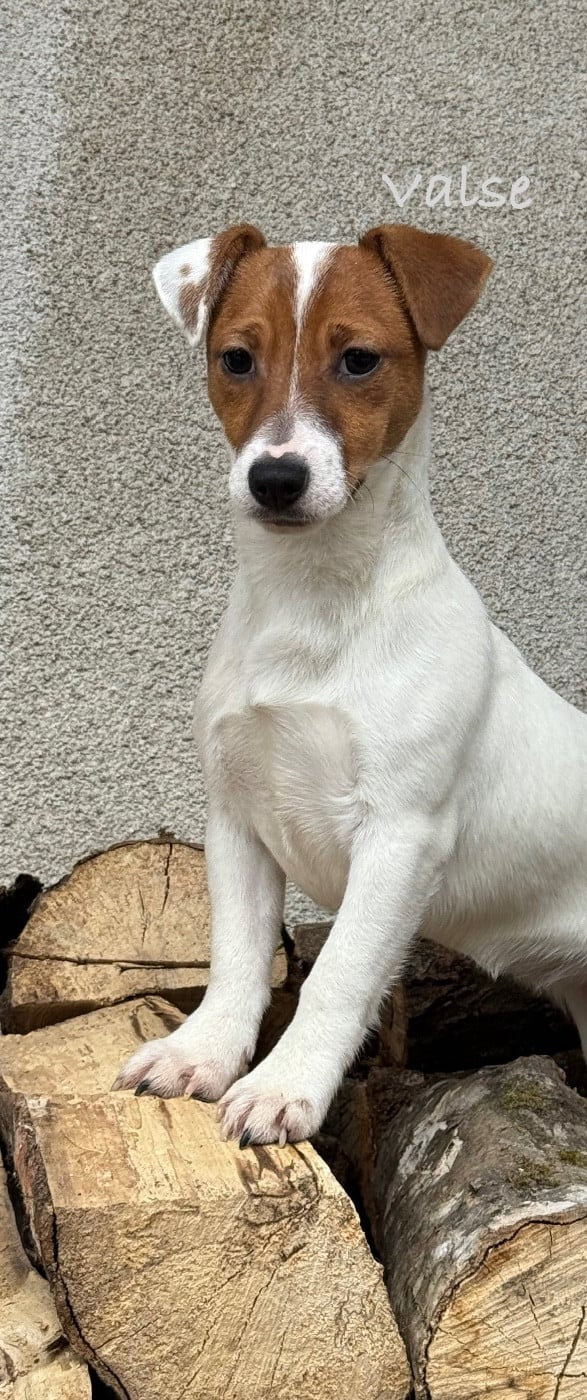 Valse du Domaine de la Clairiere aux Loups