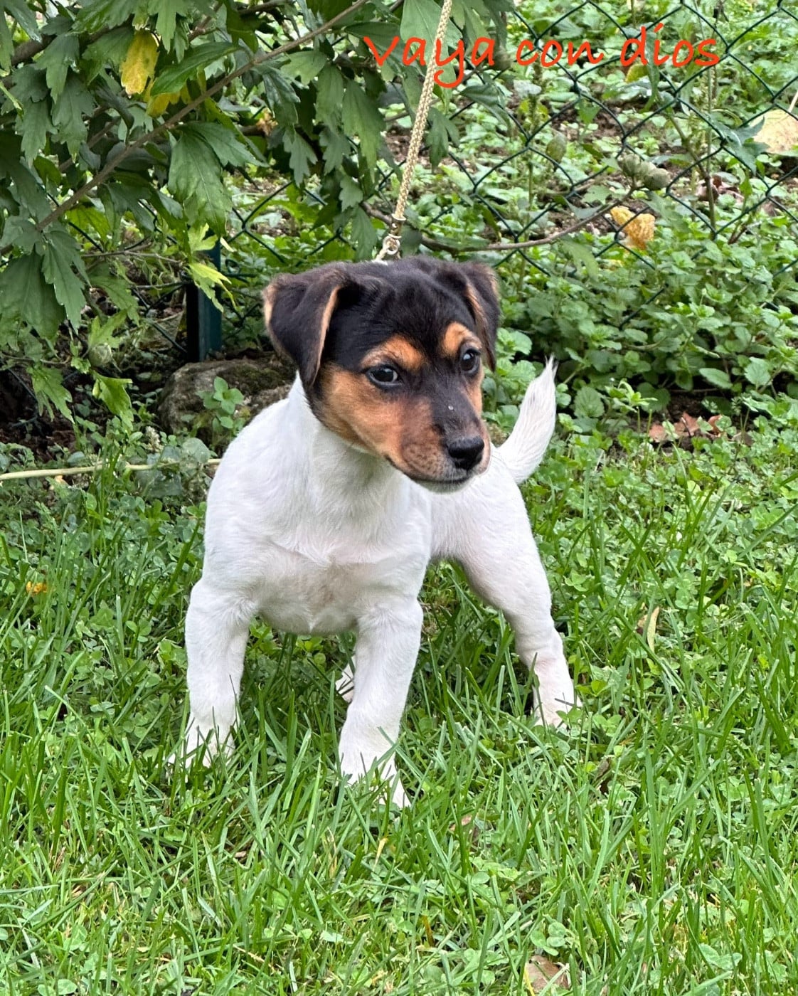 Vaya con dios Des as du roc