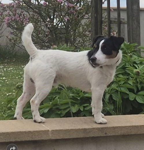 Verdi  Des as du roc