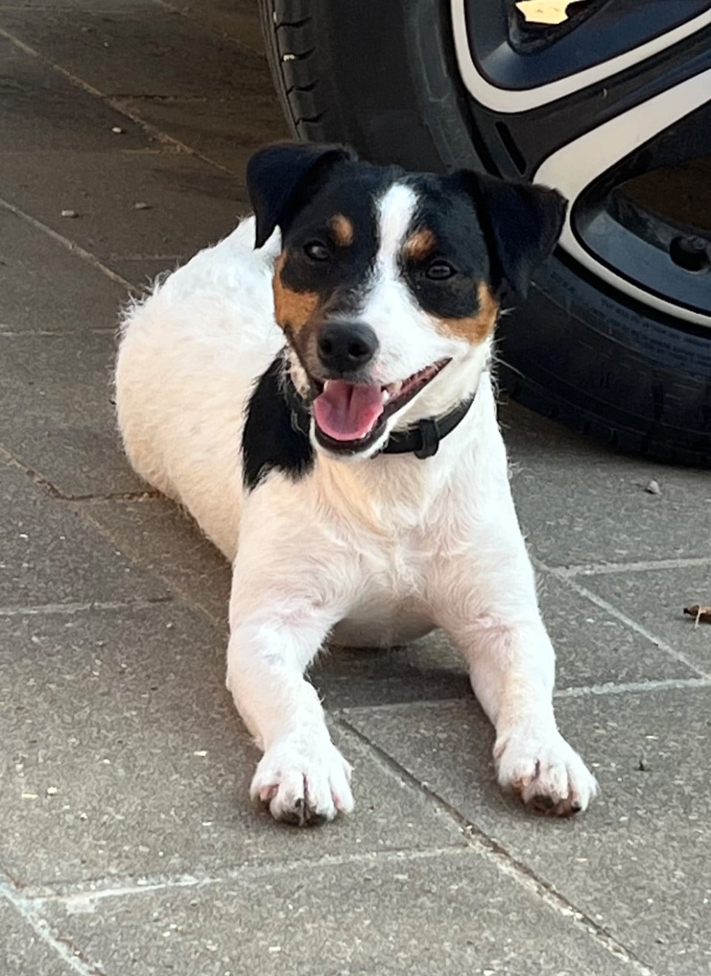 Verdi  Des as du roc