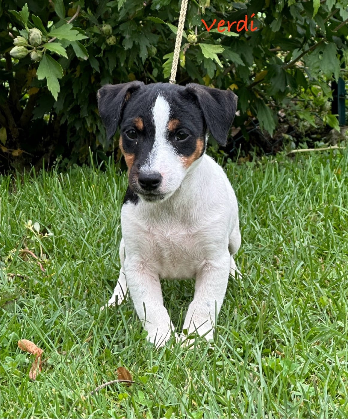 Verdi  Des as du roc