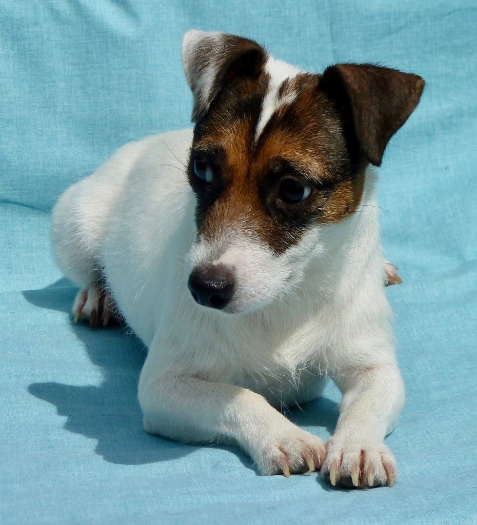 Publication : du Domaine de la Clairiere aux Loups Auteur : Sophia Anastassiades