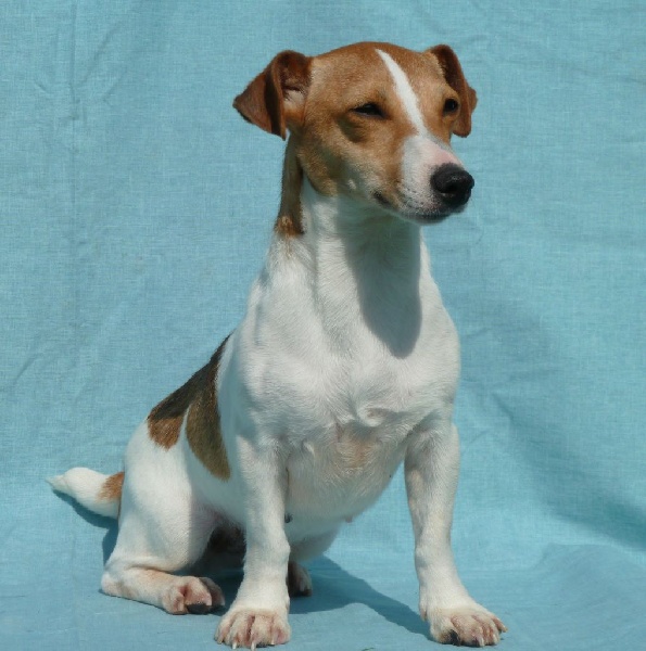 Publication : du Domaine de la Clairiere aux Loups Auteur : Sophia Anastassiades