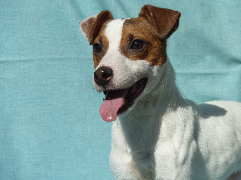 Publication : du Domaine de la Clairiere aux Loups Auteur : Sophia Anastassiades