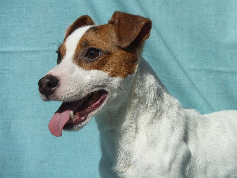 Publication : du Domaine de la Clairiere aux Loups Auteur : Sophia Anastassiades