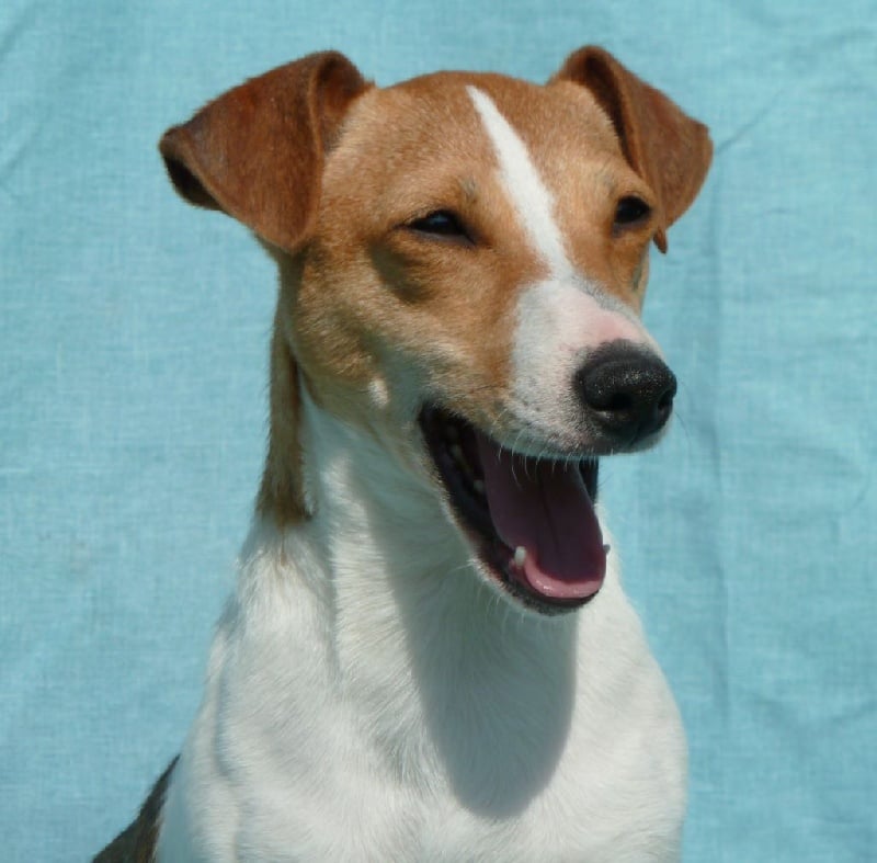 Publication : du Domaine de la Clairiere aux Loups Auteur : Sophia Anastassiades