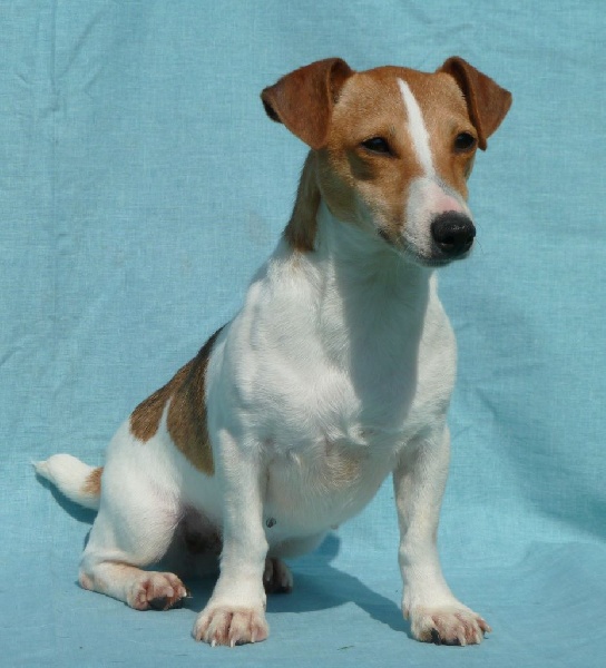 Publication : du Domaine de la Clairiere aux Loups Auteur : Sophia Anastassiades