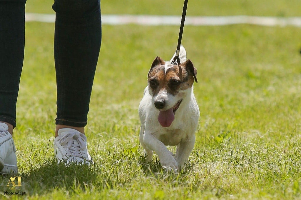 Publication : du Domaine de la Clairiere aux Loups Auteur : Sophia Anastassiades