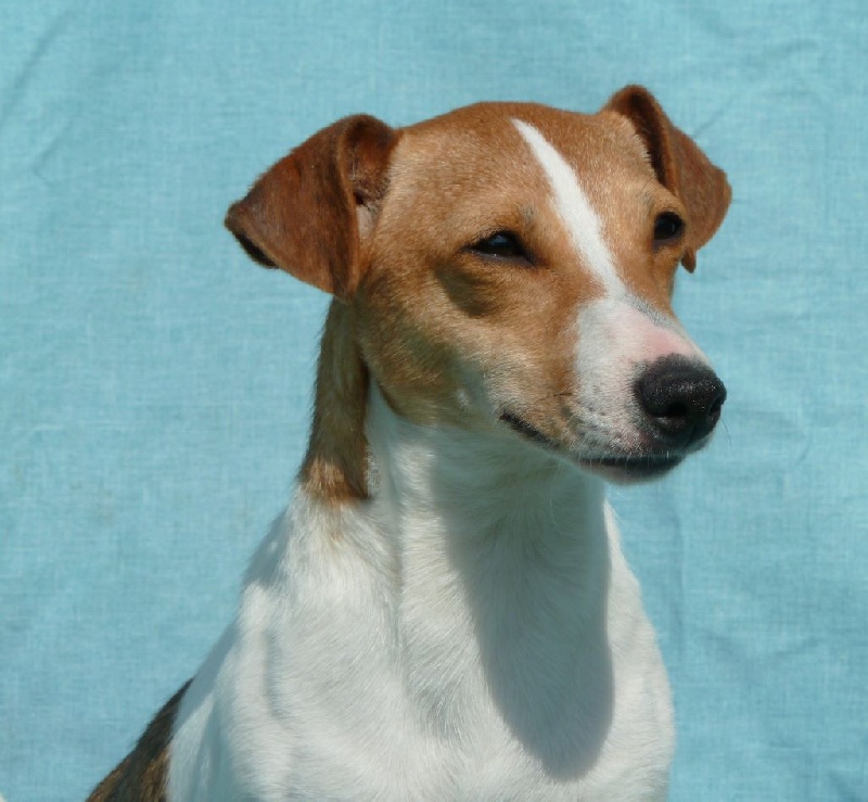 Publication : du Domaine de la Clairiere aux Loups Auteur : Sophia Anastassiades