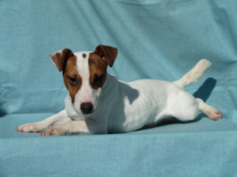 Publication : du Domaine de la Clairiere aux Loups Auteur : Sophia Anastassiades