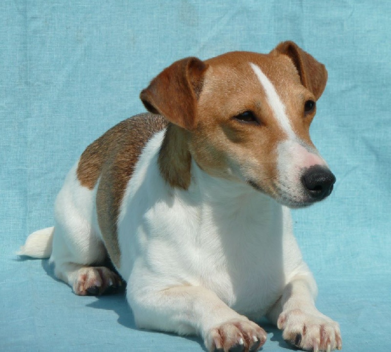 Publication : du Domaine de la Clairiere aux Loups Auteur : Sophia Anastassiades