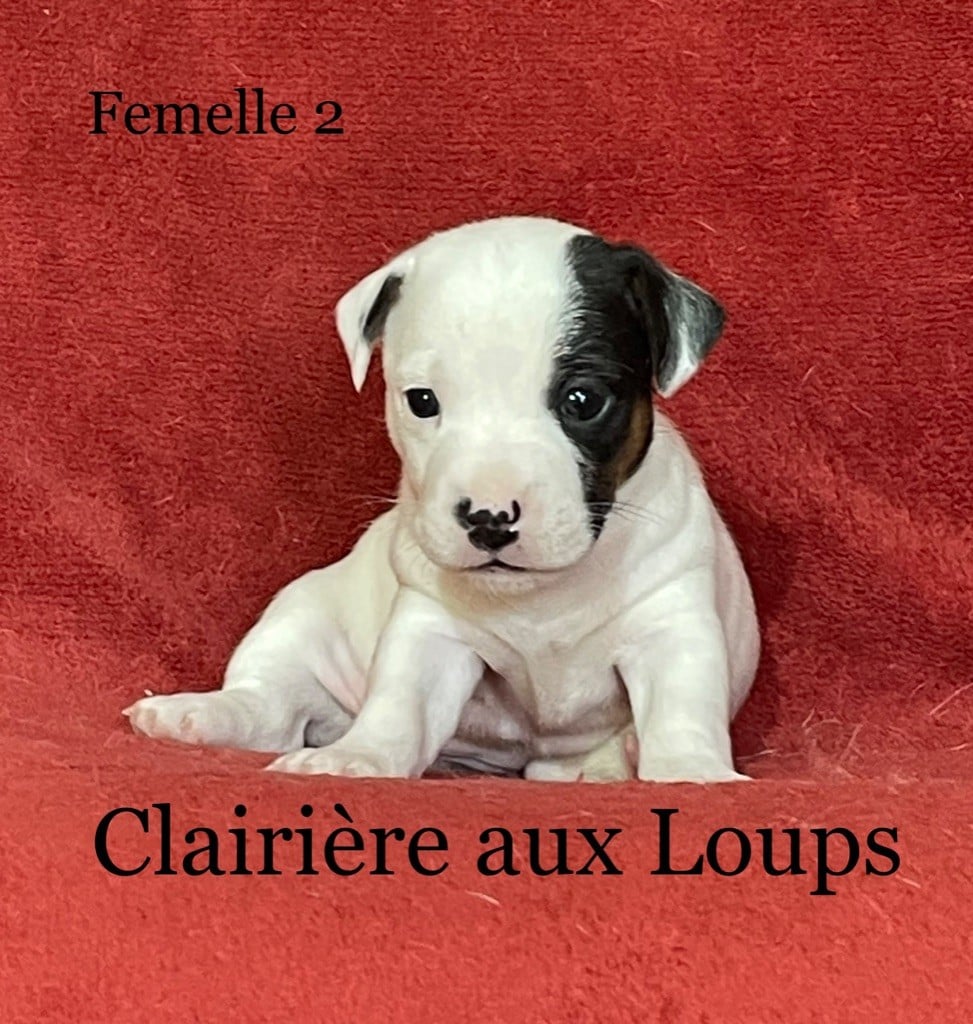 du Domaine de la Clairiere aux Loups - Chiot disponible  - Jack Russell Terrier