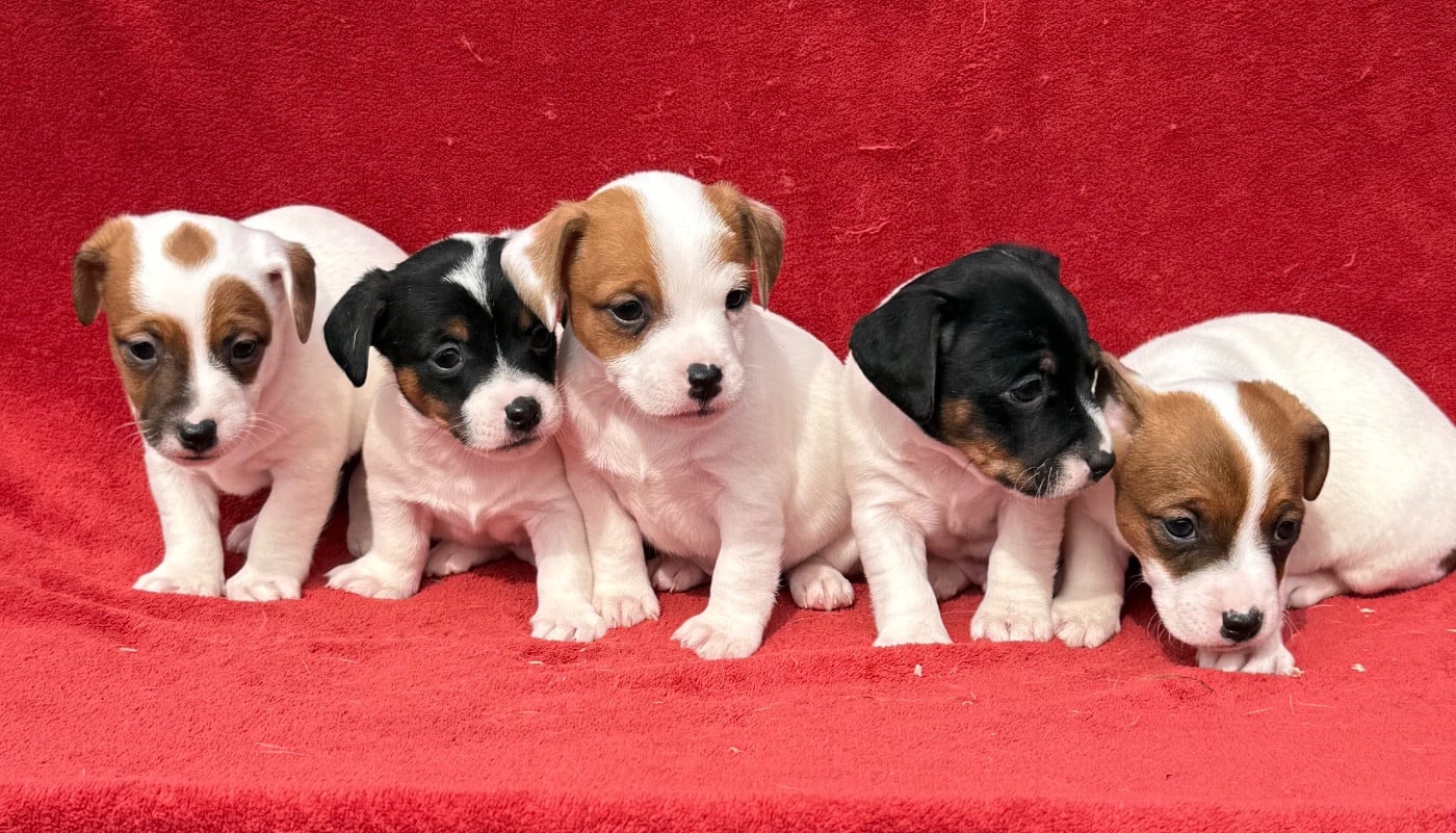 Jack Russell Terrier - du Domaine de la Clairiere aux Loups