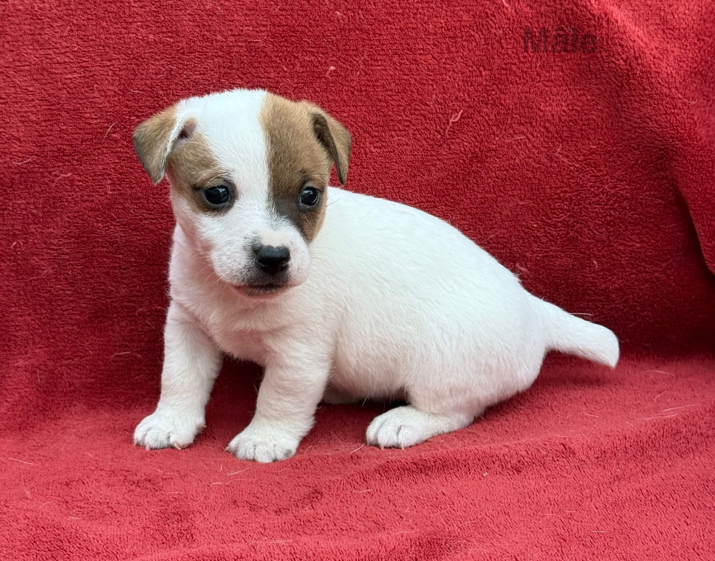 Chiot mâle