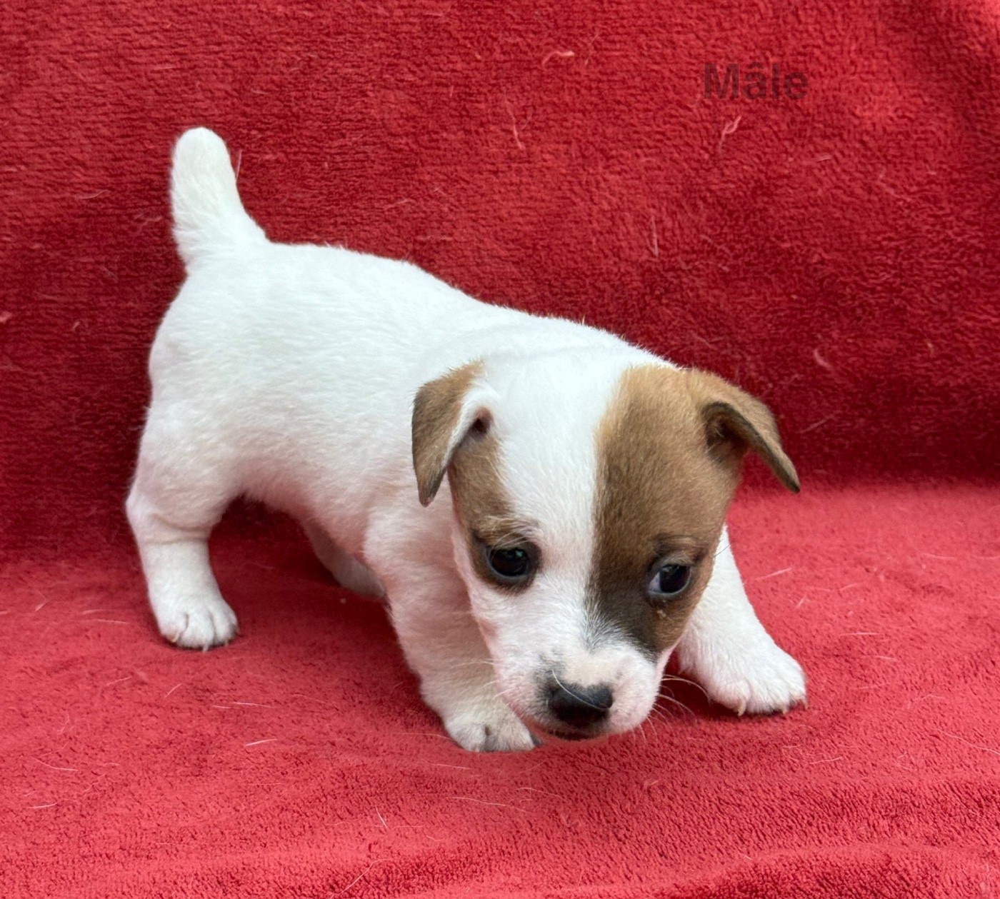 Chiot mâle