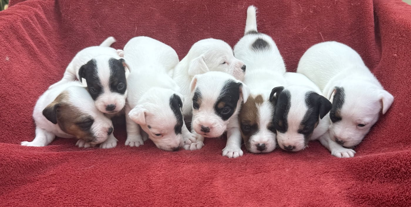 Jack Russell Terrier - du Domaine de la Clairiere aux Loups