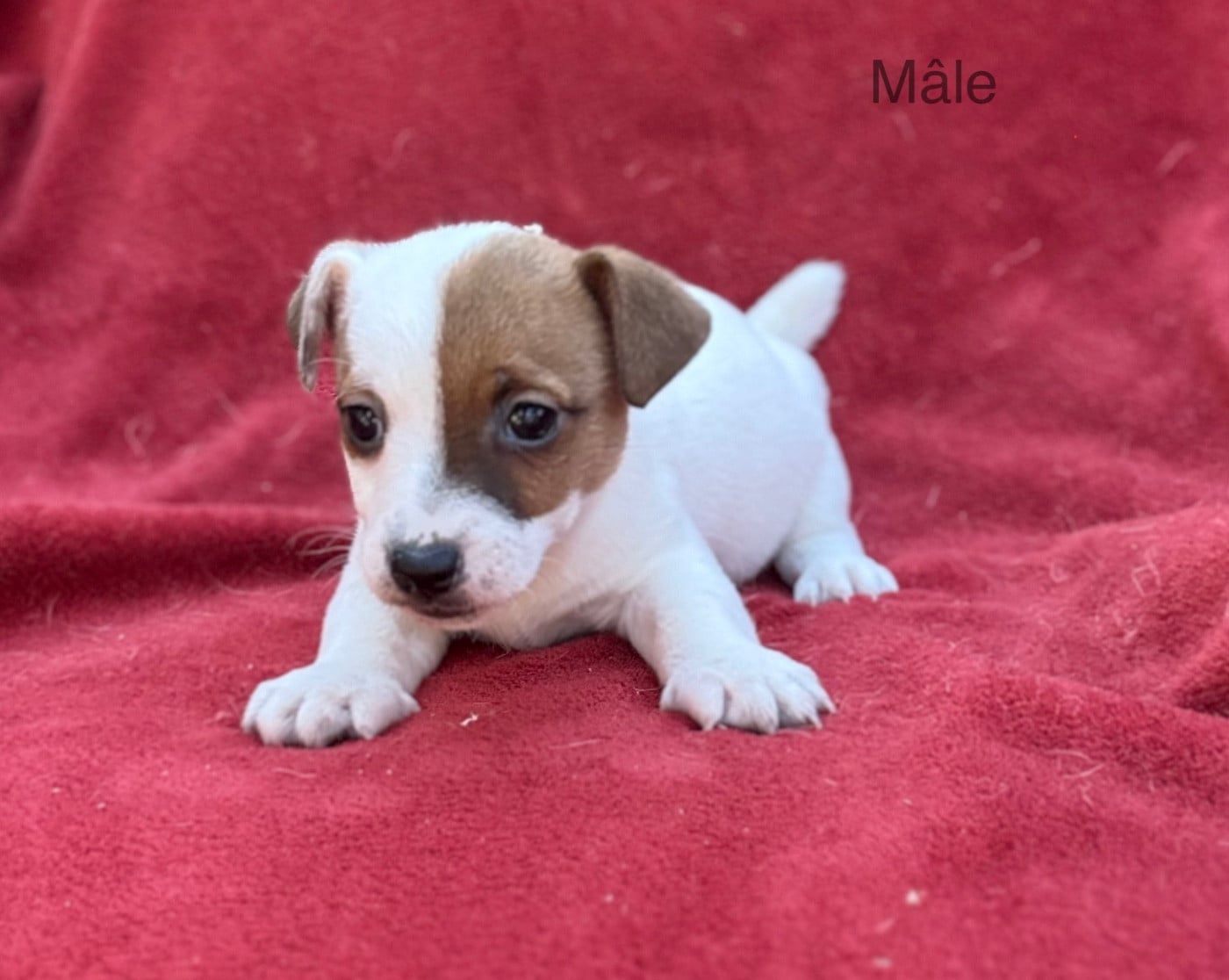 Chiot mâle