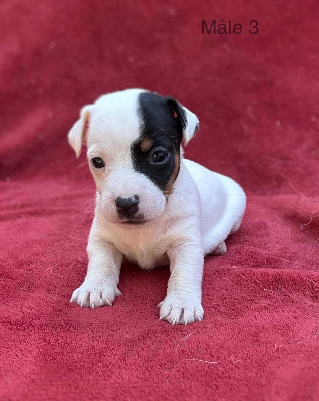 Chiot N°3 - Jack Russell Terrier