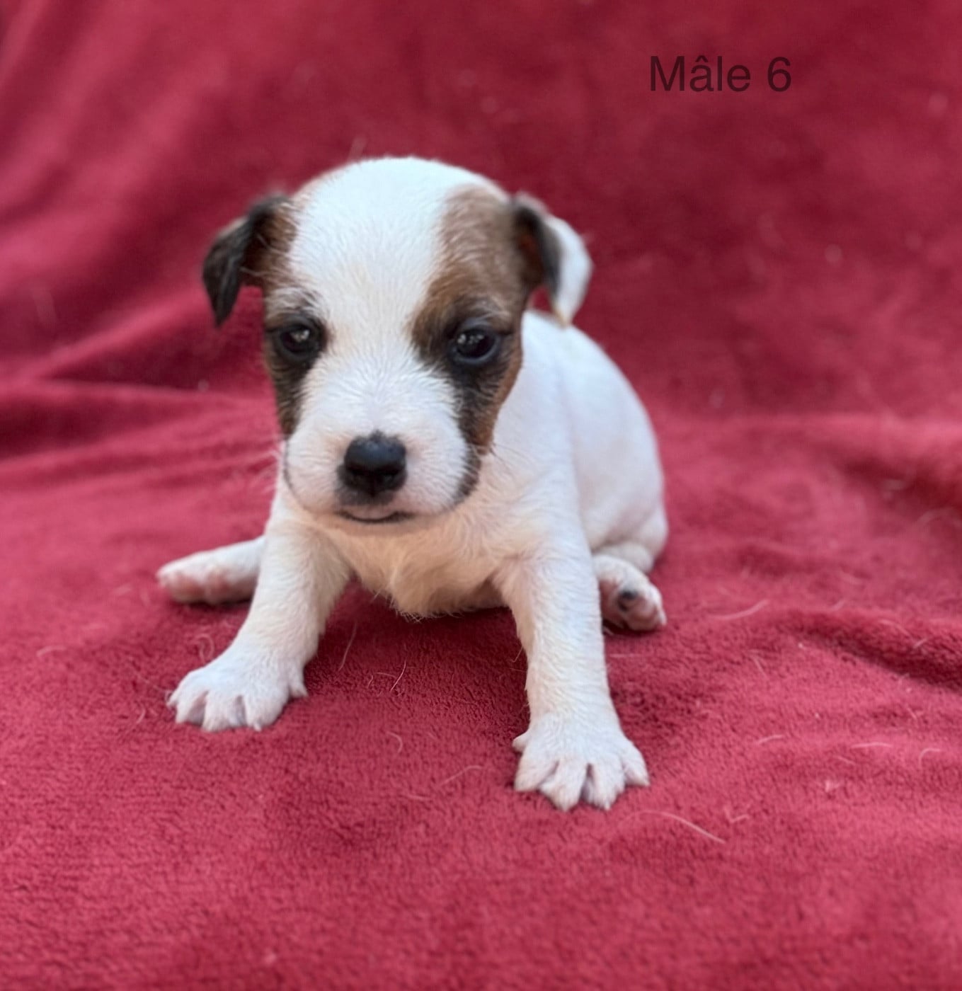 Chiot N°6 - Jack Russell Terrier