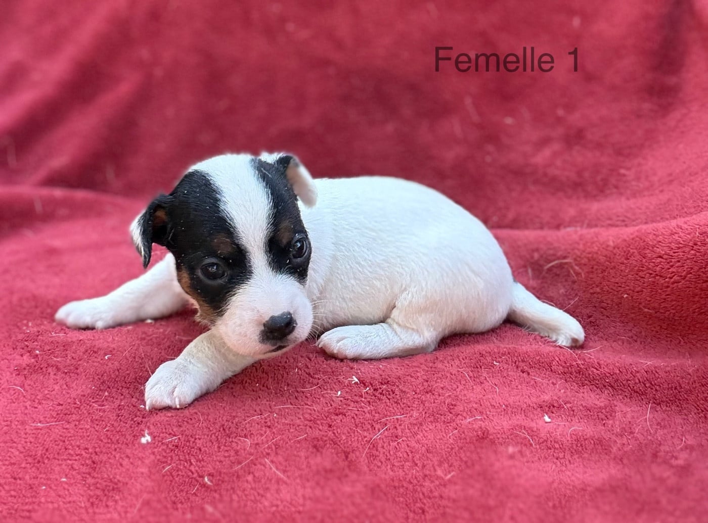 Chiot N°7 - Jack Russell Terrier