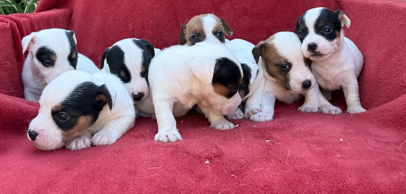 Jack Russell Terrier - du Domaine de la Clairiere aux Loups
