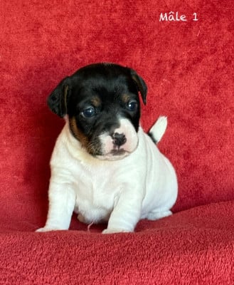 Les chiots de Jack Russell Terrier