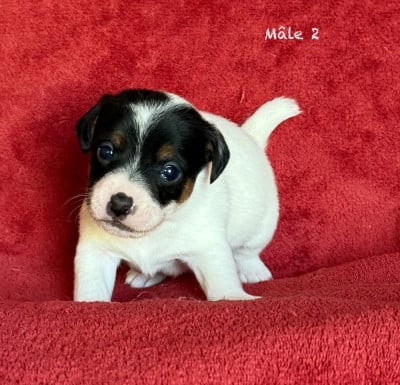 Les chiots de Jack Russell Terrier