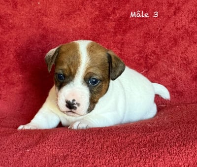 Les chiots de Jack Russell Terrier