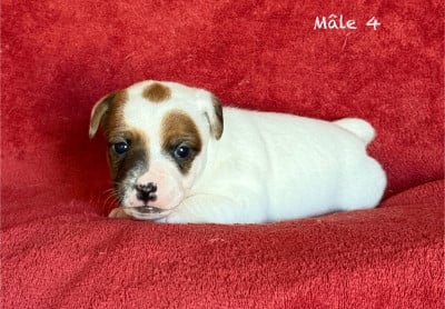 Les chiots de Jack Russell Terrier