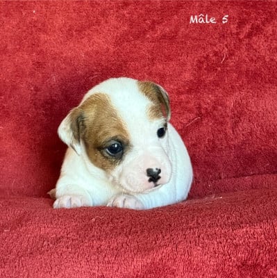 Les chiots de Jack Russell Terrier