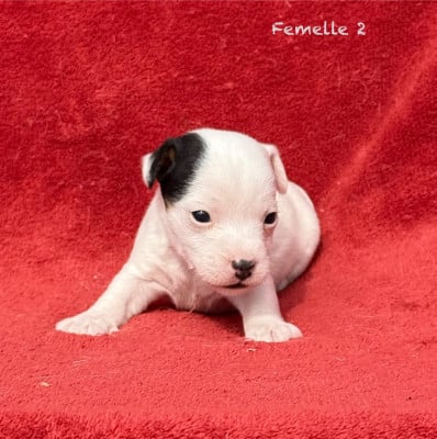 Les chiots de Jack Russell Terrier