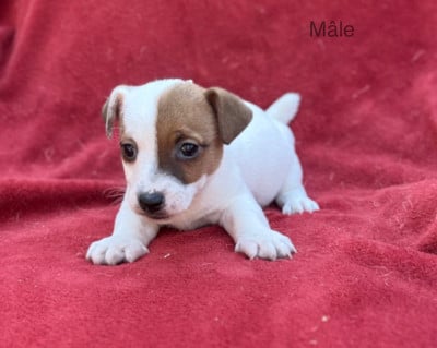 Les chiots de Jack Russell Terrier