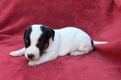 Les chiots de Jack Russell Terrier