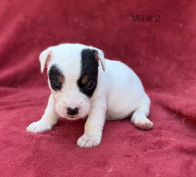 Les chiots de Jack Russell Terrier