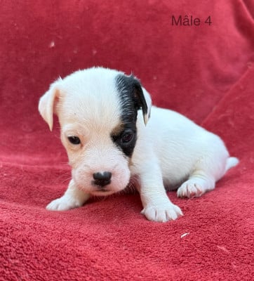Les chiots de Jack Russell Terrier