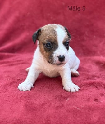 Les chiots de Jack Russell Terrier
