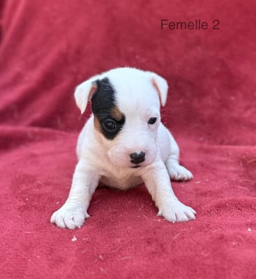 Les chiots de Jack Russell Terrier
