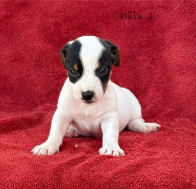 Les chiots de Jack Russell Terrier